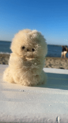 Fluffy stuffed toy posed on a beachside surface in Pesaro