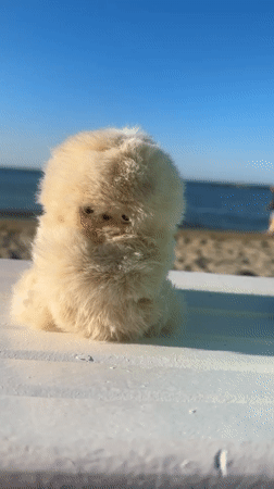 Fluffy stuffed toy posed on a beachside surface in Pesaro