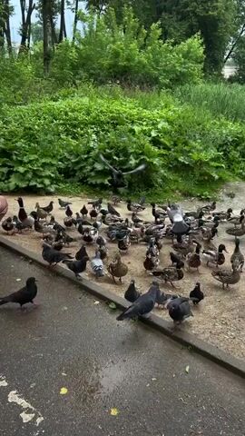 A flock of ducks and pigeons gather on a paved path next to a grassy area. Some pigeons are walking and pecking at the ground, while others are in flight. A crow stands to the left, facing the flock. The trees and bushes in the background are lush and green, indicating a temperate climate. The scene appears to be a park or a natural area where people feed the birds.