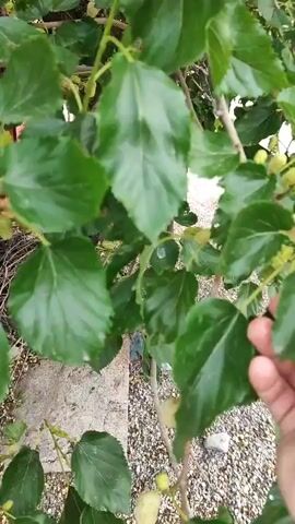 A hand reaches out to touch small, immature mulberries on a tree. The mulberries are green and clustered on a branch amidst large, green leaves. The background is blurred, showing more of the tree and some gravelly ground.