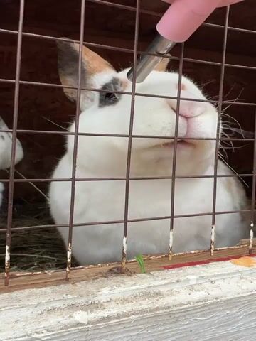 A person is seen using a water bottle to get a rabbit to drink in its cage. The rabbit is white with brown and black markings, and is visible through the wire mesh of the cage. The water bottle is pink and has a metal spout. There is another rabbit lying down in the cage behind the first. The interior of the cage is lined with hay, and the cage is made of wood. The scene is filmed up close.