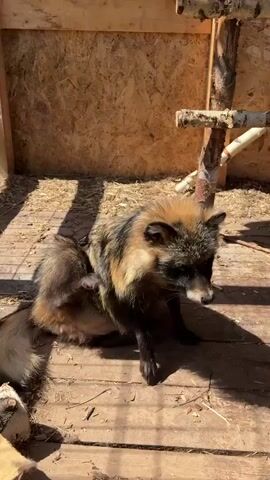 The video shows a raccoon dog in an enclosure. The animal is sitting on a wooden floor in a pen with plywood walls. There is a small wooden structure nearby. The raccoon dog is scratching itself and looks towards the camera at the end of the video. Sunlight shines on the scene.