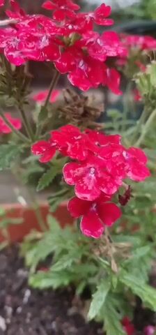 This media file features a close-up shot of vibrant red verbena flowers with water droplets on their petals, suggesting recent rain or watering. The flowers are clustered together on green stems, with some wilting brown bits visible. In the background, a blurred outdoor setting is visible, with hints of a terracotta pot, green foliage, and what appears to be garden furniture and trees. The overall scene suggests a garden or patio area. The shallow depth of field keeps the focus sharply on the flowers, while the background is softly blurred. There is no visible text. The lighting suggests it could be daytime, possibly after a rain shower. The location context is Osoitsa, Bulgaria.