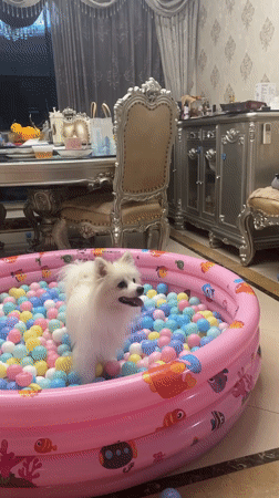 Fluffy white dog goes all in on a backyard ball pit