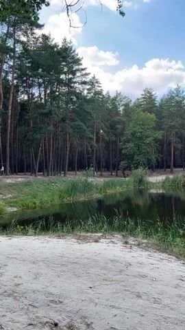 A vertical video captures a serene natural landscape. In the foreground, a sandy bank slopes gently towards a dark, still body of water, likely a lake or pond. Tall reeds and green grasses line the water's edge, and their reflections are visible on the water's surface. Behind the water, a dense forest of tall pine trees dominates the middle ground, their dark green needles creating a stark contrast against the bright blue sky. The sky is dotted with fluffy white clouds. The overall impression is one of peaceful tranquility.