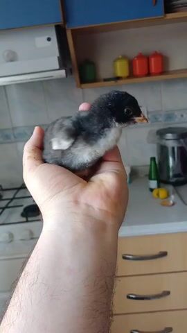 Here is a concise description of the video:

The video shows a close-up shot of a person holding a small black and white chick in their hand. The chick is facing to the right and appears calm. The person's hand is fair-skinned and the focus is primarily on the chick. The background includes a kitchen setting with blue and brown cabinets, a stove, and various kitchen items such as containers and a bottle. The lighting is bright, highlighting the details of the chick and the surroundings.