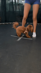 Poodle mix pulls off trampoline tricks in Sofia