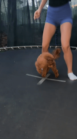 Poodle mix pulls off trampoline tricks in Sofia