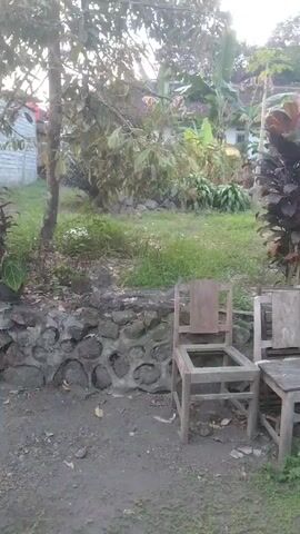 The video shows an outdoor scene with three wooden chairs and a small wooden table placed in front of a stone wall. A lush green area with trees and plants is visible behind the chairs and table. The chairs and table appear old and weathered. The lighting suggests it is daytime, possibly late afternoon. There are no people visible in the video.