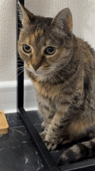 Tabby cat spotted under table in Murino, Russia
