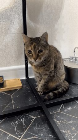 Tabby cat spotted under table in Murino, Russia