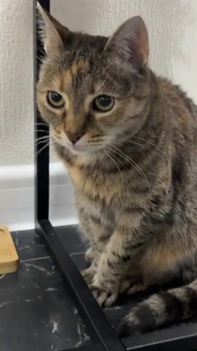 Tabby cat spotted under table in Murino, Russia
