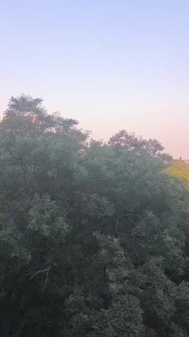 The video shows a view from a window looking out at trees and the sky at dusk. The sky transitions from a pale pink near the horizon to a light blue at the top of the frame. Several birds are visible flying in the sky. The trees are dense and dark green, with some branches silhouetted against the sky. The lighting suggests it is either sunrise or sunset.