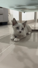 Kittens fed treats, play with toys in Ratsada home