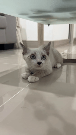 Kittens fed treats, play with toys in Ratsada home