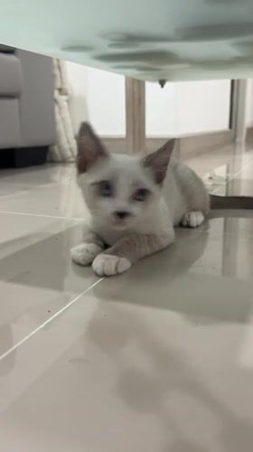 Kittens fed treats, play with toys in Ratsada home