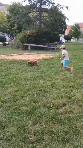 A young boy with a tan baseball cap and blue shorts stands on a grassy field holding a stick. He is looking at a small, fluffy brown dog near a sandbox. A young girl in a pink dress walks across the field towards the sandbox. Behind them is a large tree and a building in the background.