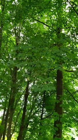 The video shows an upward-looking view of a forest canopy. Tall trees with thick trunks and numerous branches covered in vibrant green leaves dominate the frame. The leaves are dense, creating a dappled effect as sunlight filters through them. The camera appears to be stationary, capturing a static scene of lush vegetation. The environment is natural and appears to be outdoors, possibly during the daytime due to the presence of sunlight. No people or animals are visible in the footage. The overall impression is one of a peaceful, verdant forest.