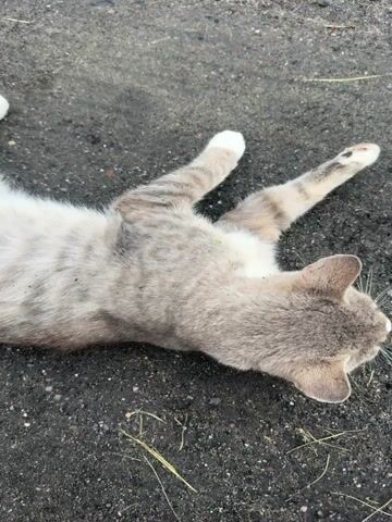 This is a video of a gray and white striped cat lying on the ground. The cat is seen from various angles, sometimes on its back, sometimes on its side, and once it appears to be stretching or scratching itself. The ground beneath the cat is dark and appears to be asphalt or dirt, with some scattered dry grass or straw. The lighting suggests it is daytime. The cat's movements are slow and relaxed.