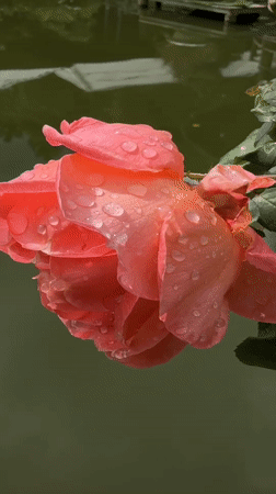 Roses, water lilies, and bamboo at a garden retreat in Hiệp Thạnh