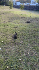 Rabbits graze and move freely across a park lawn