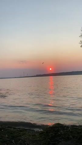 A vertical video captures a serene sunset over a body of water. The sky transitions from a pale blue at the top to soft hues of pink and orange near the horizon. The sun, a bright red orb, is visible low in the sky, casting a shimmering reflection on the water's surface. The water itself appears calm with gentle ripples. In the distance, a faint outline of industrial structures can be seen along the far shore. The foreground shows a grassy bank with some dead leaves and debris. A single bird is captured flying in the sky. The camera subtly pans from left to right, revealing more of the landscape and the setting sun.