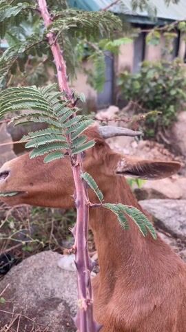The video shows a brown goat eating leaves off a thorny plant. The goat is positioned to the right of the frame, its head reaching up to graze on the foliage. The plant in the foreground has a distinctive reddish-purple stem covered in thorns and small green leaves arranged in a feathery pattern. In the background, there's a blurry view of a building, other greenery, and stones. The camera is held at ground level, providing a close-up view of the goat's activity.