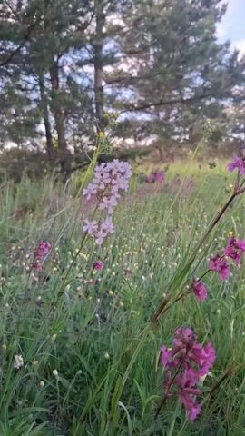 The video shows a field of wildflowers, mostly pink and purple, with some yellow ones interspersed, against a backdrop of green grass and trees. The camera slowly moves to the right, focusing on the flowers in the foreground. The sky is visible in the upper portion of the frame, appearing partly cloudy. The lighting suggests it is daytime.