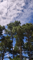 Plants, pines, and a cigarette pack in Ishyrwat