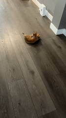 Orange kitten plays with stuffed fox toy in Los Angeles