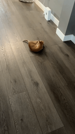 Orange kitten plays with stuffed fox toy in Los Angeles