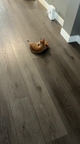 Orange kitten plays with stuffed fox toy in Los Angeles