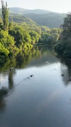 A serene, vertical shot captures a tranquil river flowing through a lush, verdant landscape. Rolling hills covered in dense green trees form a picturesque backdrop, bathed in the soft, warm light of a clear sky. The river's surface reflects the vibrant foliage and the distant hills, creating a mirror-like effect. Two dark, indistinct shapes, possibly ducks or other aquatic creatures, are visible swimming in the middle of the river, leaving gentle ripples in their wake. The scene evokes a sense of peace and natural beauty.