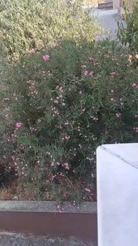 The video shows a bush with small pink flowers. The bush is green and leafy. In the background, there are more bushes and some buildings. The video is taken from a high angle, looking down at the bush. The lighting suggests it is daytime.