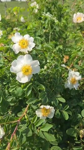 A close-up shot focuses on white rose bushes with bright yellow centers, bathed in sunlight. The camera pans slowly across the flowers, highlighting their delicate petals and the vibrant green foliage. The background is blurred, suggesting a natural outdoor setting, possibly a garden or field. The overall impression is one of natural beauty and tranquility.