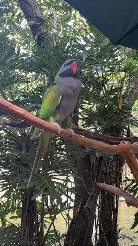 A male Red-breasted parakeet is perched on a branch. It has a grey head, green body, and a long blue-green tail. There is a white cockatoo on a branch to the right, with its back to the camera. Further right, a macaw with red, green, and blue feathers is perched on a branch. Several other parrots are visible in the background, including blue and green parrots. The birds are in an outdoor environment with lush green foliage and a body of water in the background. There is also an umbrella overhead, suggesting a sheltered area.