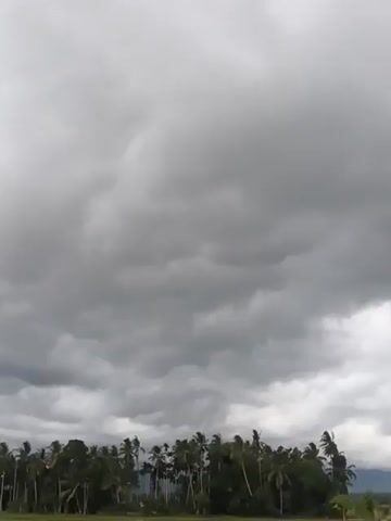 The video shows a landscape with a cloudy sky and a line of trees in the distance. A small tree with green leaves is in the foreground, on the left side of the frame. The ground appears to be wet, possibly a flooded field. The clouds are dark and heavy, suggesting the possibility of rain. There are no people or animals visible in the video, and no discernible actions or interactions are taking place. The overall scene is static and focused on the natural environment.