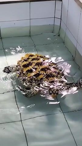 A large sea turtle floats in a shallow, tiled tank filled with clear water. The turtle's carapace features a distinctive pattern of wide, wavy bands alternating between yellowish-tan and dark brown or black. Its head and flippers, mottled with dark spots on a lighter background, are visible at the water's surface. The turtle gently moves its flippers, creating ripples across the water. The tank has light blue tiles on the bottom and white tiles on the walls.