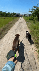 Person walks two animals on dirt road in Cemagi
