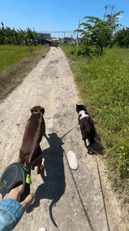 Person walks two animals on dirt road in Cemagi