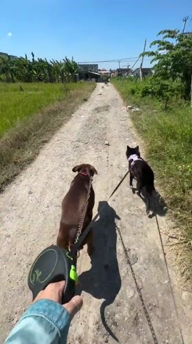 Person walks two animals on dirt road in Cemagi