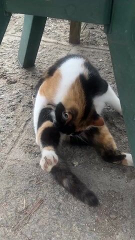 A calico cat lies on its back on a concrete surface under a green chair. The cat is cleaning its fur with its tongue and paws. The concrete surface has small cracks and patches of dirt. The chair legs are visible in the background. The cat's fur is a mix of black, white, and orange. Its paws are white with patches of orange and black. The cat's tail is black and brown.
