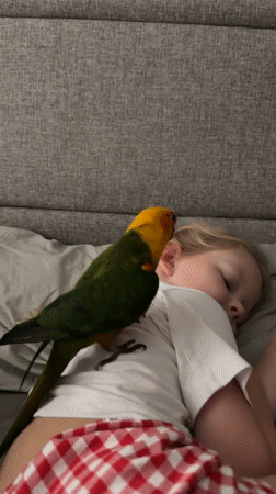 Girl plays with pet parrot during early morning in Khimki