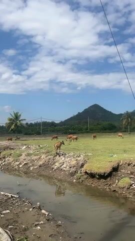 A wide shot of a pastoral landscape is shown. In the foreground, a murky stream flows from right to left. On the bank of the stream, there is a rocky, uneven terrain with some scattered debris. A patch of bright green grass covers the area beyond the stream bank. Several brown cows are grazing on the grass. One cow in the middle ground is facing left and appears to be walking towards the stream. In the background, a lush green mountain rises against a blue sky dotted with white clouds. Palm trees are visible on the left and right sides of the frame, and a telephone wire stretches diagonally across the top right portion of the image. The overall impression is a rural, natural setting bathed in sunlight.