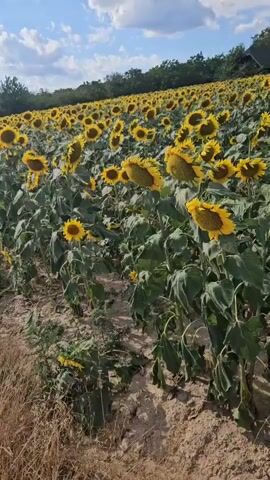 The video displays a vast field of sunflowers under a bright blue sky with scattered white clouds. The sunflowers, with their large yellow petals and dark centers, are the dominant feature, stretching as far as the eye can see. Many of the flower heads are angled downwards, suggesting they are mature or heavy with seeds. The foreground shows a dirt path or dry soil, with some wilting vegetation. In the background, a line of trees borders the field, and several rustic buildings with dark roofs are visible amongst the trees. The lighting indicates it is daytime, likely late morning or afternoon, given the bright sunlight illuminating the scene. There are no people or animals visible in the video.