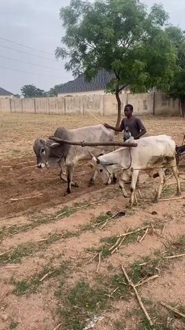 The video shows two boys working a field with oxen. One boy guides the oxen with a stick, while the other follows behind operating a plow. A small black dog runs alongside the plow. The field is dry and sparsely covered with grass. A tree stands in the background, and a fence and buildings are visible in the distance. The sky is overcast.