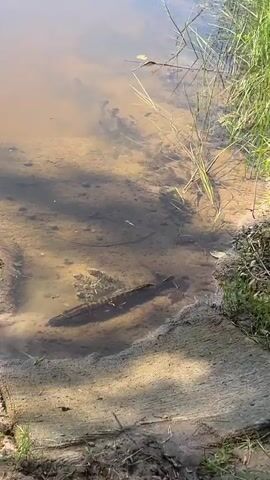 A long, slender fish with dark, mottled markings swims in shallow, murky water near the muddy bank. The water is slightly cloudy, and the bottom appears to be composed of sand and silt. Some sparse, dry vegetation is visible growing out of the water's edge, and shadows from unseen objects, possibly trees or other foliage, are cast across the water's surface. The fish is positioned horizontally in the frame, its body mostly submerged.