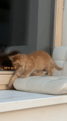 Orange kitten plays on windowsill in Khimki evening