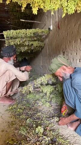 Two men are crouched down, processing bunches of grapes. The man on the left, wearing a black turban and a light-colored robe, is holding a bunch of grapes. The man on the right, wearing a green turban and a blue robe, is using orange-handled scissors to cut grapes from a stem. Both men have beards. In the background, large quantities of grapes are hanging from the ceiling, some are green and yellow, others are purple. The environment appears to be an outdoor or semi-enclosed space with a dirt floor and a rough, textured wall. The grapes on the ground are a mix of purple and green, some appearing dried.