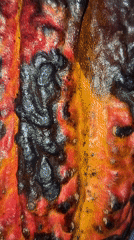 Florianópolis resident documents cocoa pod, creates motivational text images